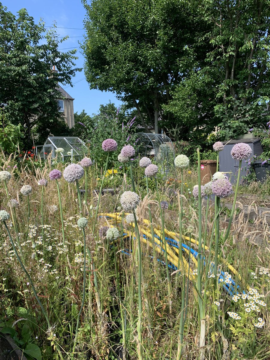 lucynorris1's tweet photo. Chesser allotment #edinburghallotments #chesser https://t.co/C7jkeMunUO
