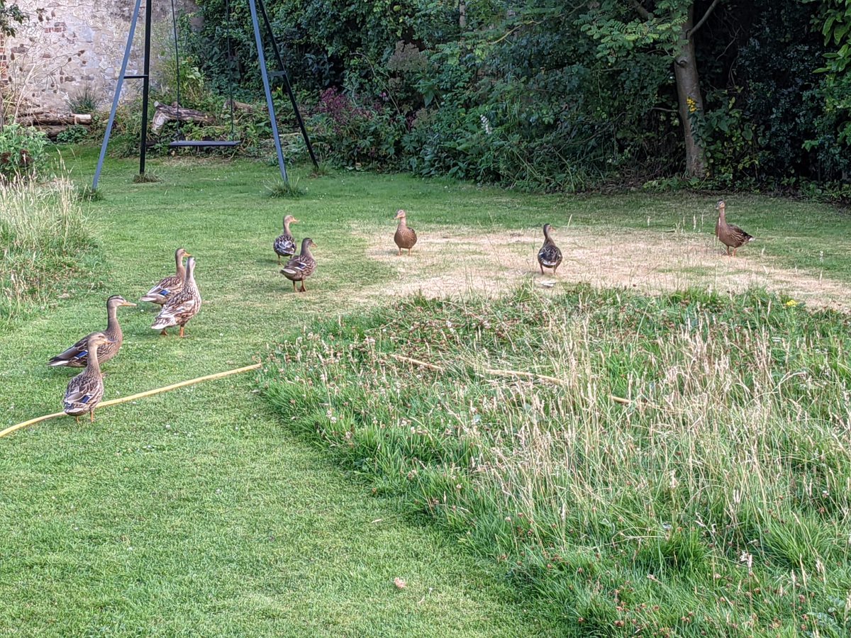 RounceDavid's tweet photo. @RichardNJames Yup! Our brood maraud around the garden devouring anything even half-edible. Basically teenagers. https://t.co/JHPr0DKucI