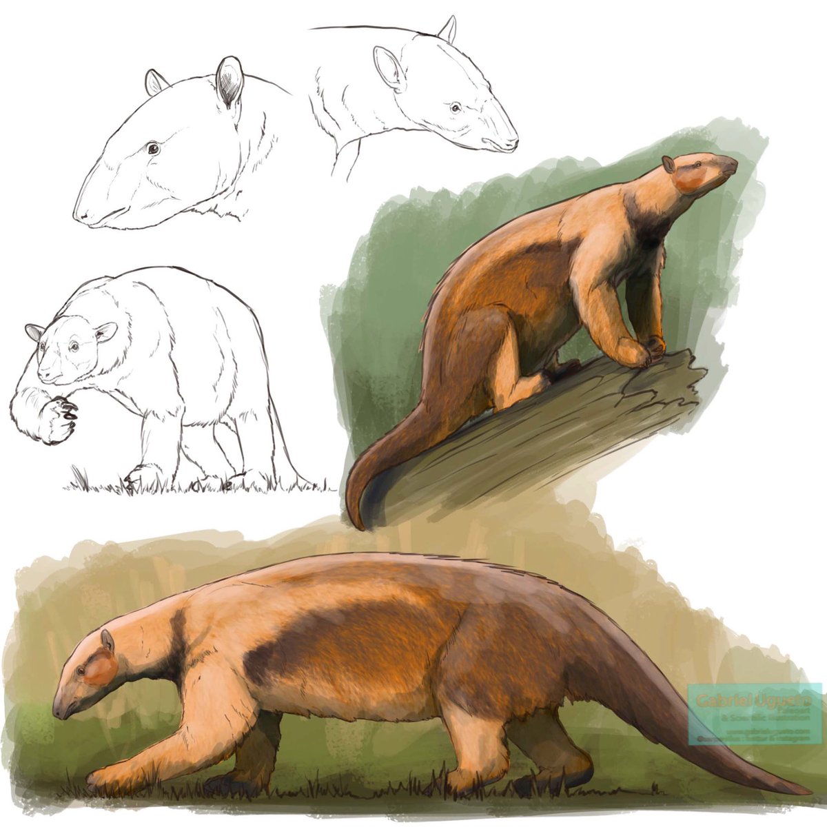 SerpenIllus's tweet photo. More amazing Miocene South American mammals. Quick studies on the huge Astrapotherium (an astrapotherian) and Hapalops (a megatheriid ground sloth). Both sympatric with the Miocene South American animals I’ve been posting recently. https://t.co/yHYe10VUfb
