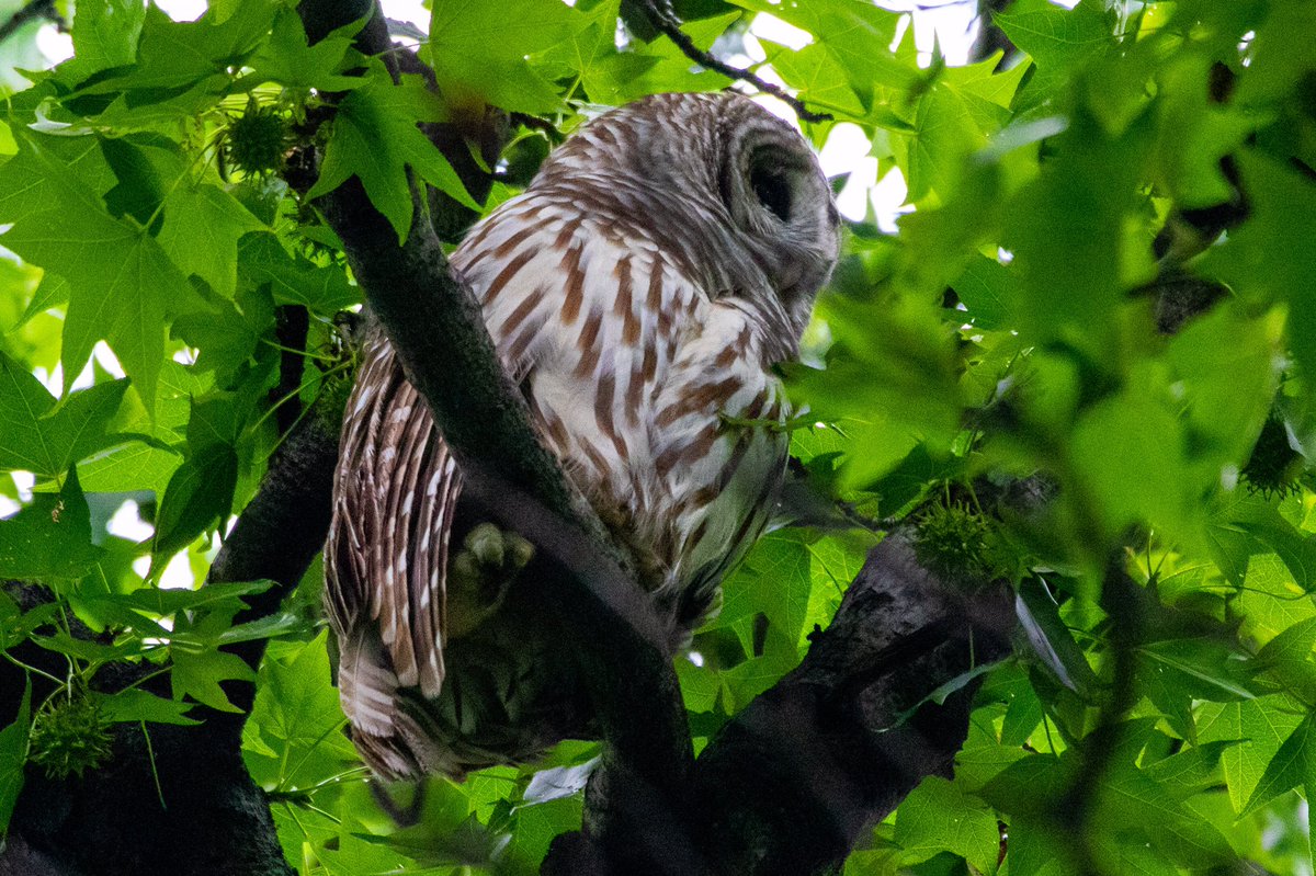 Barry this morning, over the Evodia Field feeders on the @BirdingBobNYC walk. #mycentralpark @CentralParkNYC @BirdCentralPark #owlsoftwitter #TwitterNatureCommunity #CentralPark #BirdsSeenIn2021 #birdsofinstagram #birdsofnewyork