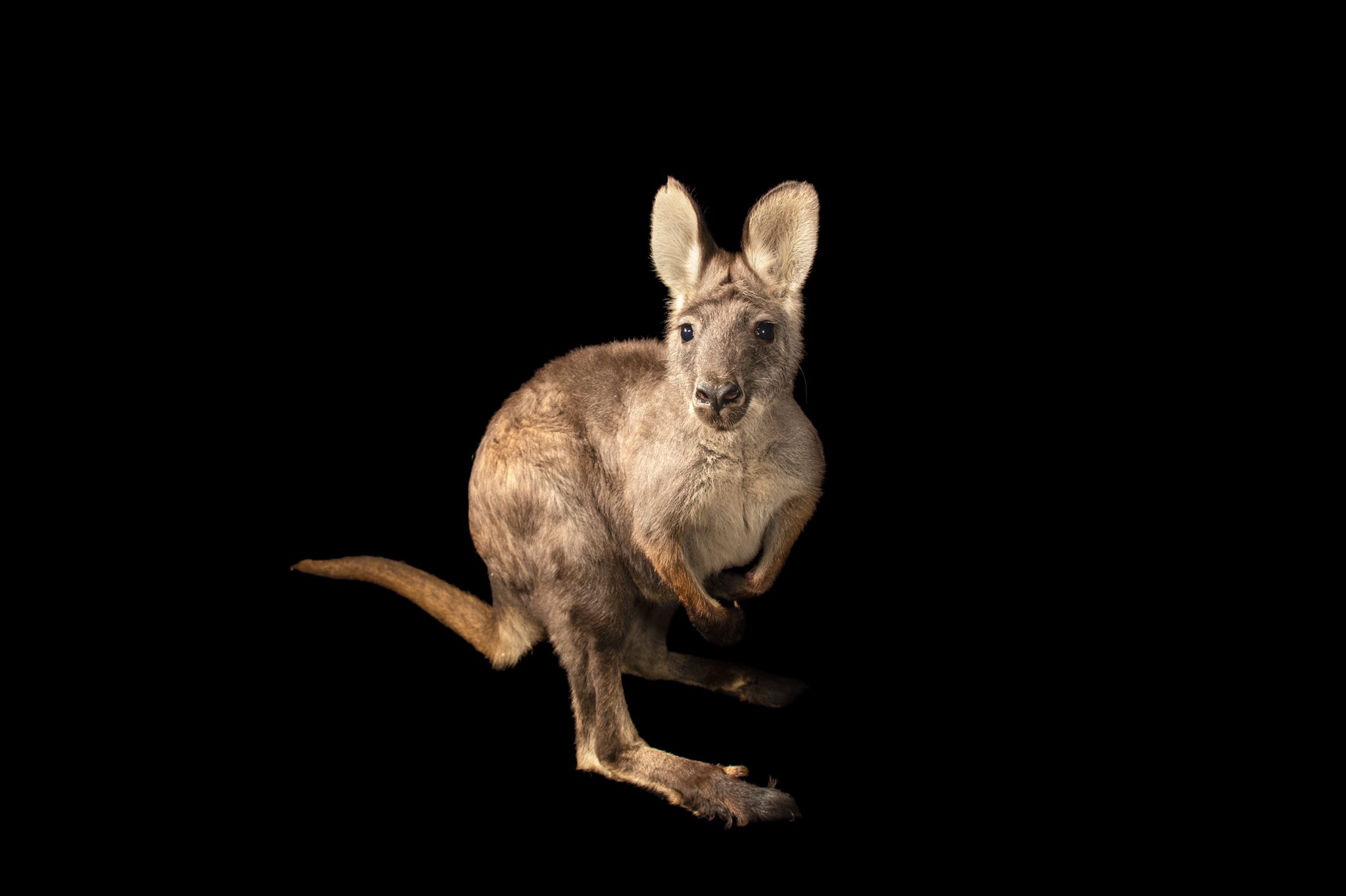 Wallaby Vs Kangaroo Vs Wallaroo