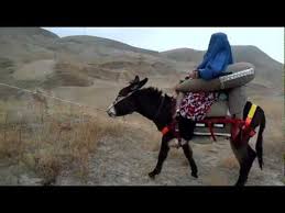 <a href="/pashtonzoy/">Sardar Wali</a> Good to see pack animal techniques for carrying medical emergencies from so long ago, and to compare them to <a href="/SaddleAid/">SaddleAid</a> 's innovations in that field today👍