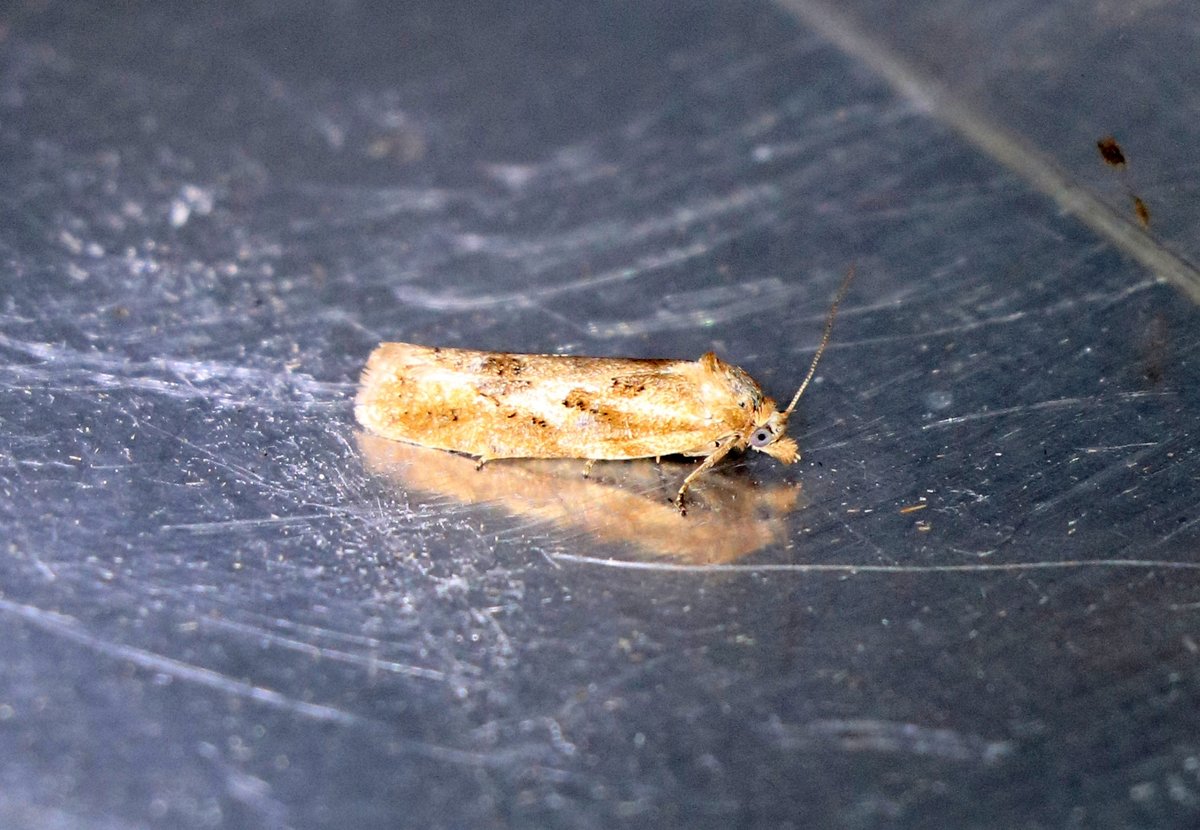 Karin_B_E's tweet photo. Afgelopen week natuurlijk ook weer de nodige micro-nachtvlinders in de LedEmmer in de tuin.
#TopBladroller (nieuw) #KleineBoogBladroller #DuifMot (nieuw) #StippelMot
En met deze 2 nieuwe micro's kom ik op 2β£0β£0β£ nachtvlinder soorten op #onzeboerderij π₯³
#insectenopdeboerderij https://t.co/hpMDTmQu22