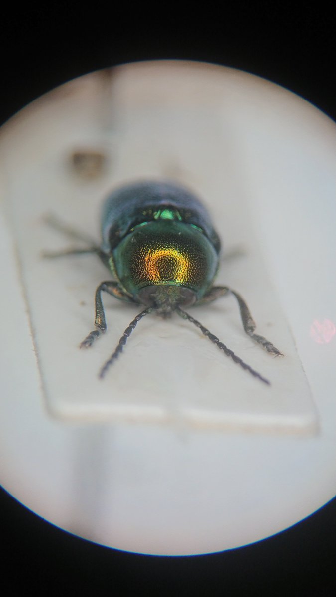 Stunningly beautiful Cryptocephalus hypochaeridis from Box Hill where there was plenty of mouse ear hawkweed (a preferred food plant) 

#entomology #coleoptera