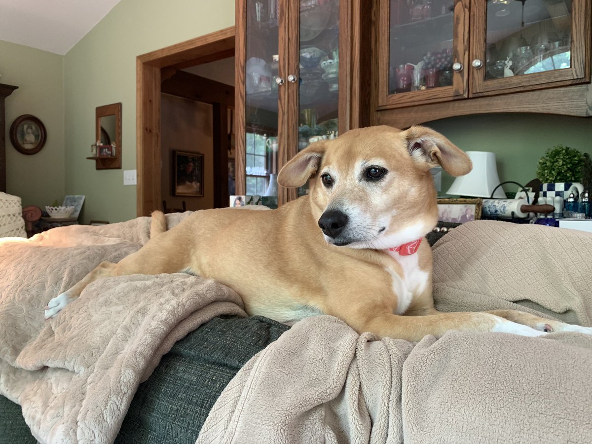 gmorelandc's tweet photo. Your pet vs their namesake https://t.co/MhxDFUbN1f