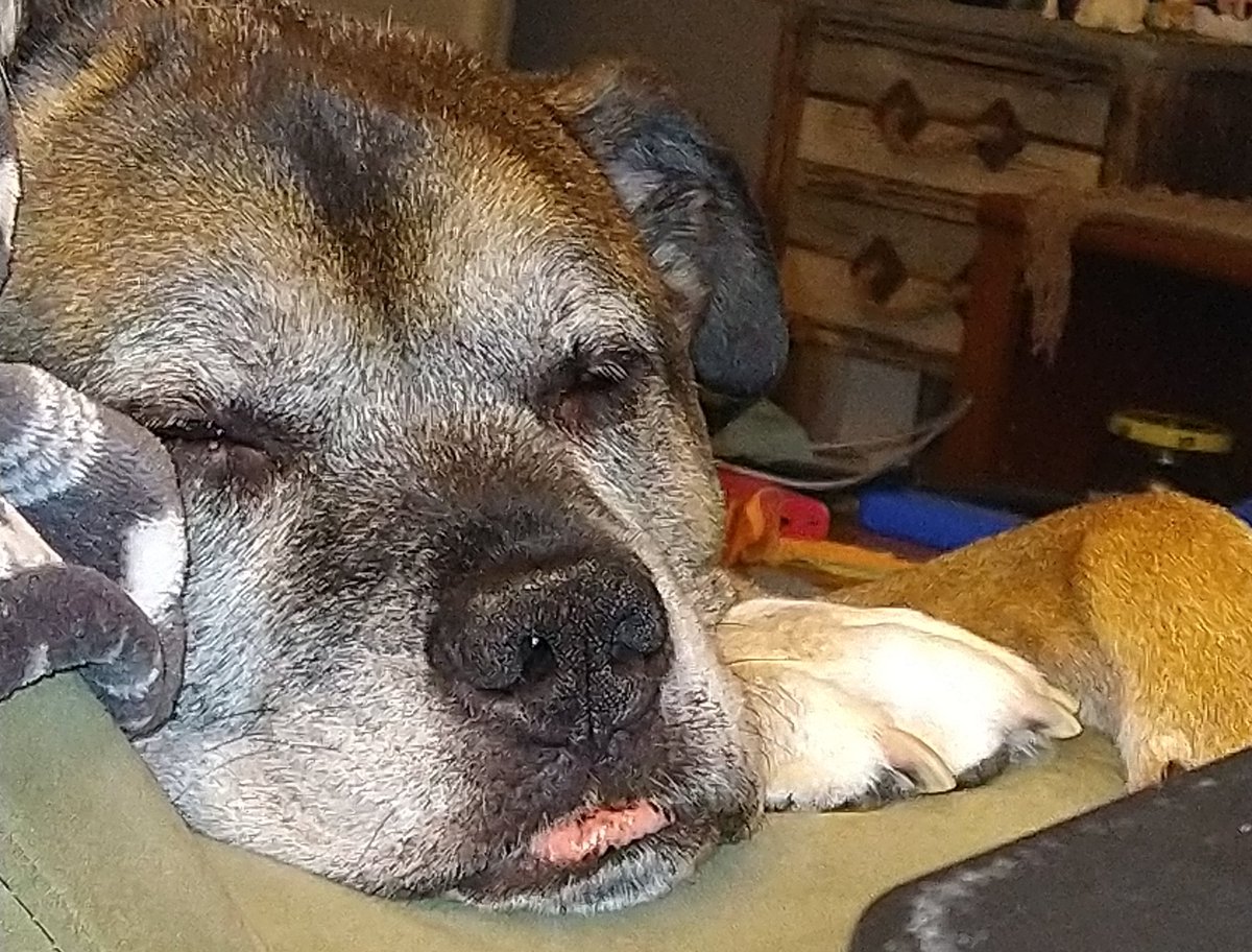 froggychick's tweet photo. This heckin good boy is sleepy 💚🐶🥰 #Rhonin #thatbottomlip https://t.co/uHKT35l0pZ