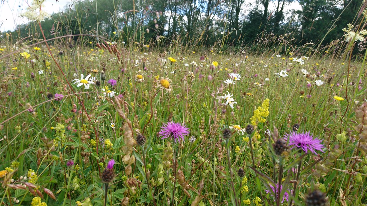 Please RT if you approve of this style of planting in parks and gardens #NativeWildflowers