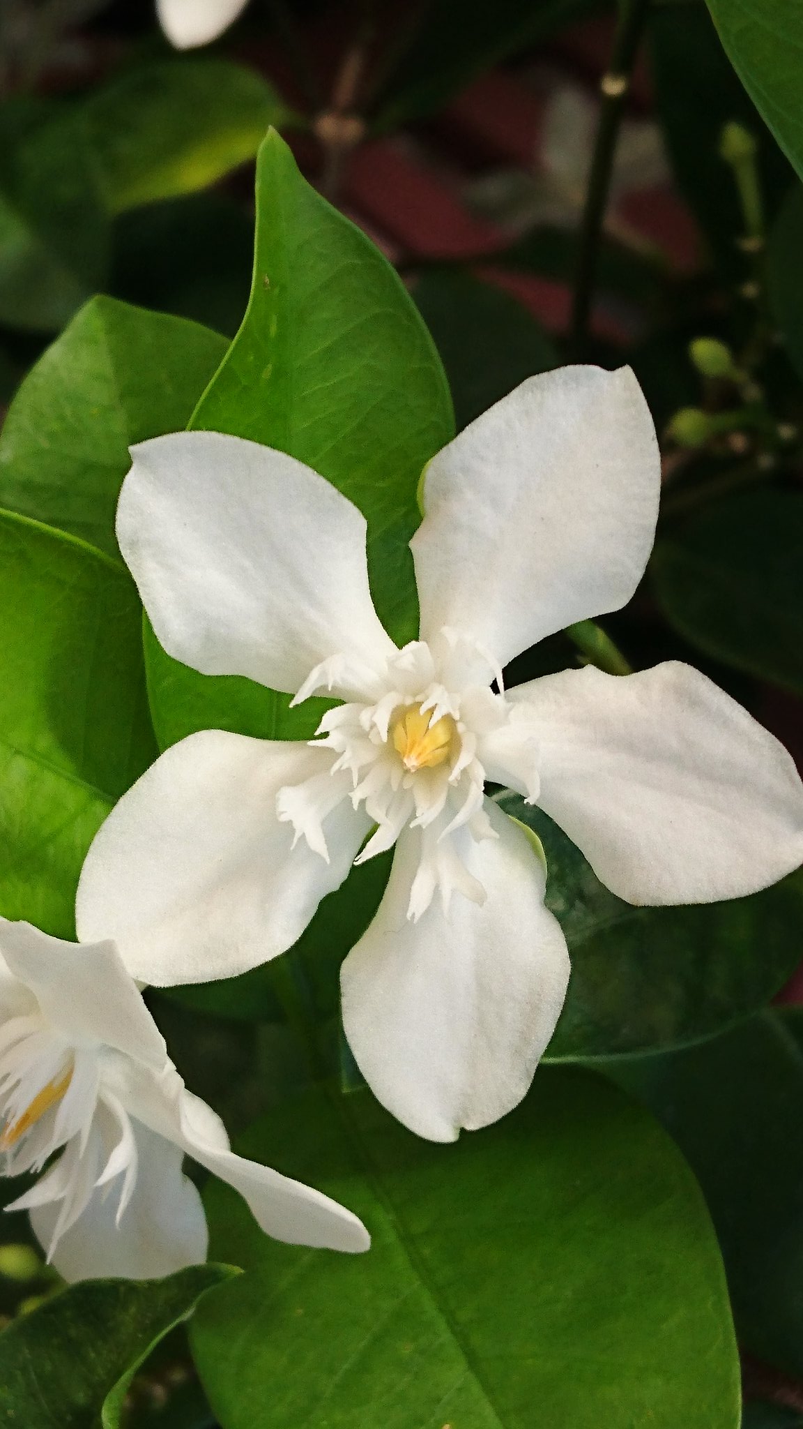 セイロンライティア Twitter Search Twitter