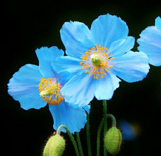 تويتر 花 على تويتر 7月26日の花 ブルーポピー 花言葉 神秘的 ケシ科メコノプシス属の多年草 別名 メコノプシス ベトニキフォリア 流通名 ヒマラヤの青い芥子 原産地 中国雲南省 秘境の花とも呼ばれている 生育地 高山帯 人生は 神秘的 解く