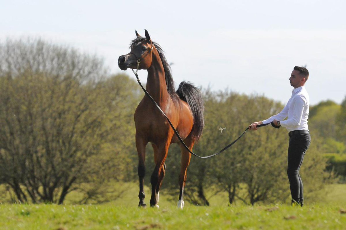 المهره الواعده ( جنوفيا WN  ) 
لمالكها فهد بن سلطان بن حثلين 
في أول ظهور لها في أوروبا
تحقق الميدالية الفضية 🥈
في بطولة الرآن الدولية في بلجيكا 2021م
ملك مربط الوطن 🇸🇦