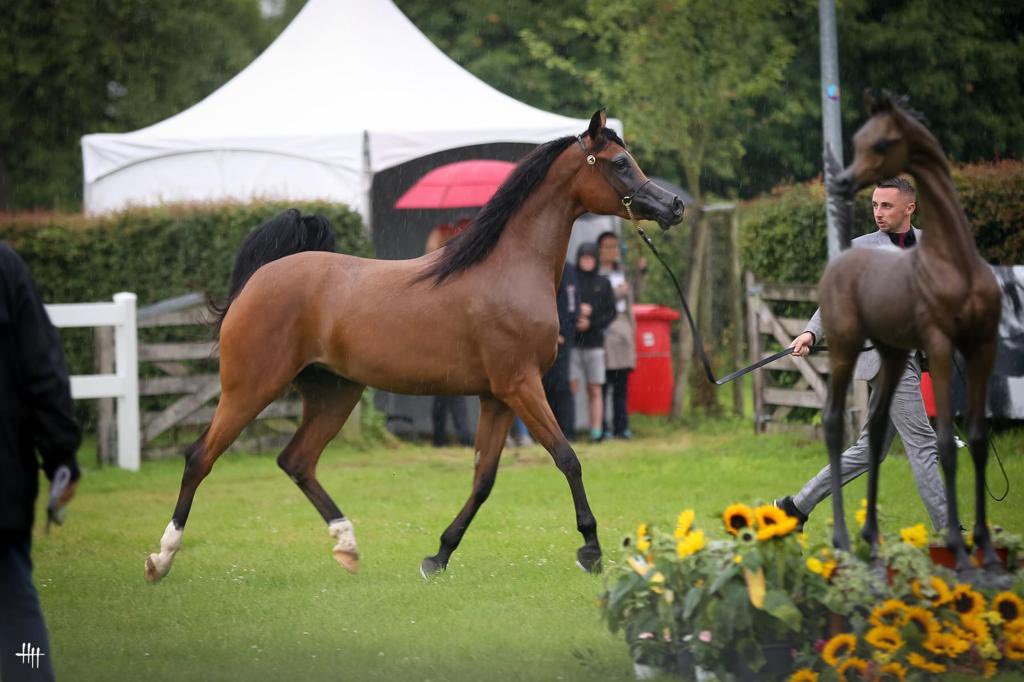 مربط الوطن tweet media