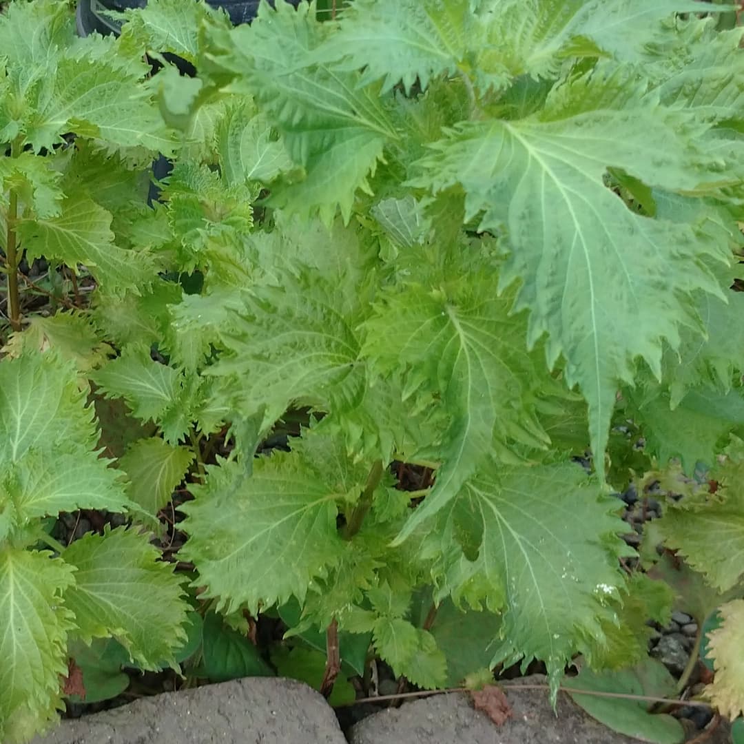 cherry_masaya's tweet photo. #mygarden #japanesebasil #shiso
#青じそ 庭 #ゆっくりしたい
#自然生え
毎年この時期、庭にぼうぼうとなる青じそ😂
今日はつみとりました。
虫が食べてますね⁉️(^-^;
#みどりのある暮らし
#自然が好き
#写真好きな人と繫がりたい https://t.co/lAbev9Yabs