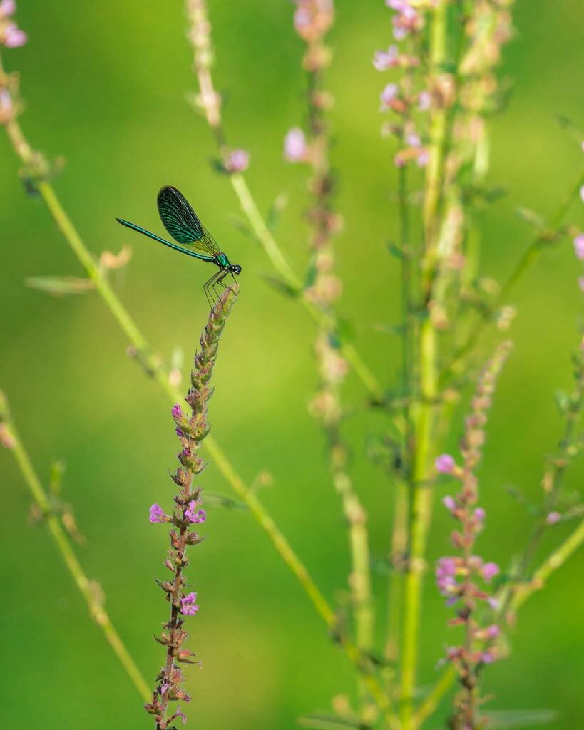ecoblogo's tweet photo. Sometimes I like to give some space to my subjects. 
.
.
.
#wildlifephotography #macro #macrophotography #macrophoto #macrobeauty #dragonfly #green #telephotography https://t.co/OGMN0AujdL https://t.co/mYwsEQeVol