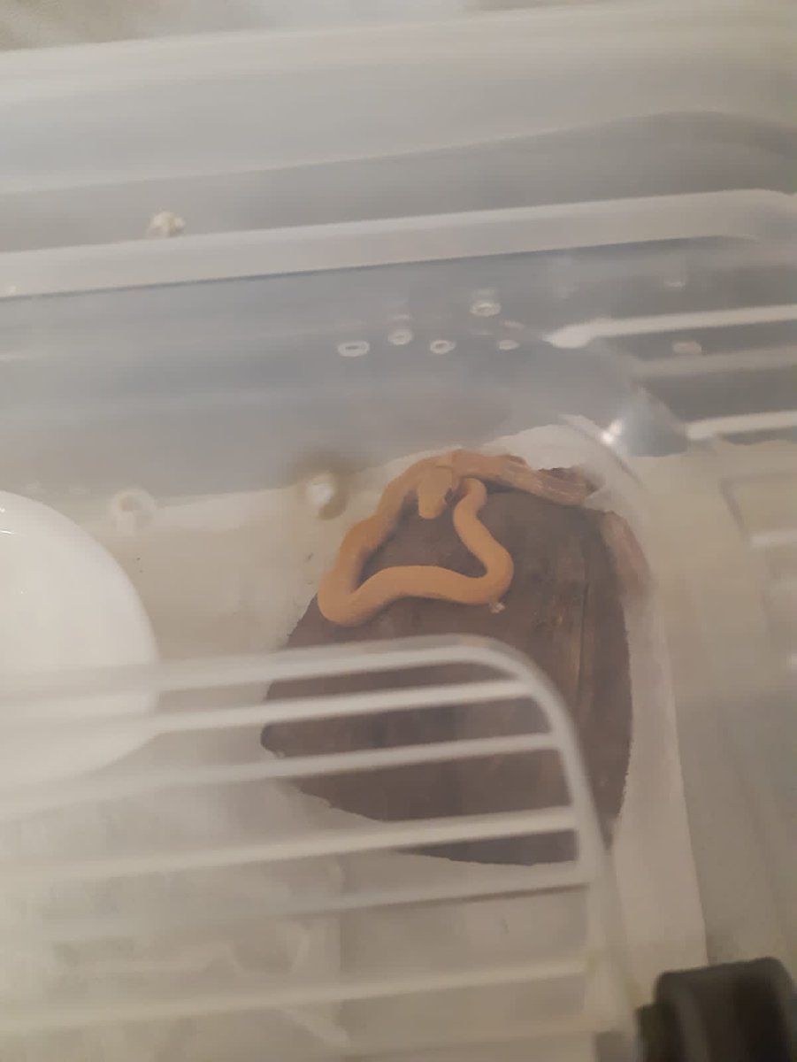 Blackberrysnake's tweet image. А ещё у меня пополнение
Очень надеюсь что мне удастся его раскормить, разморозку есть отказывается, дурашка.