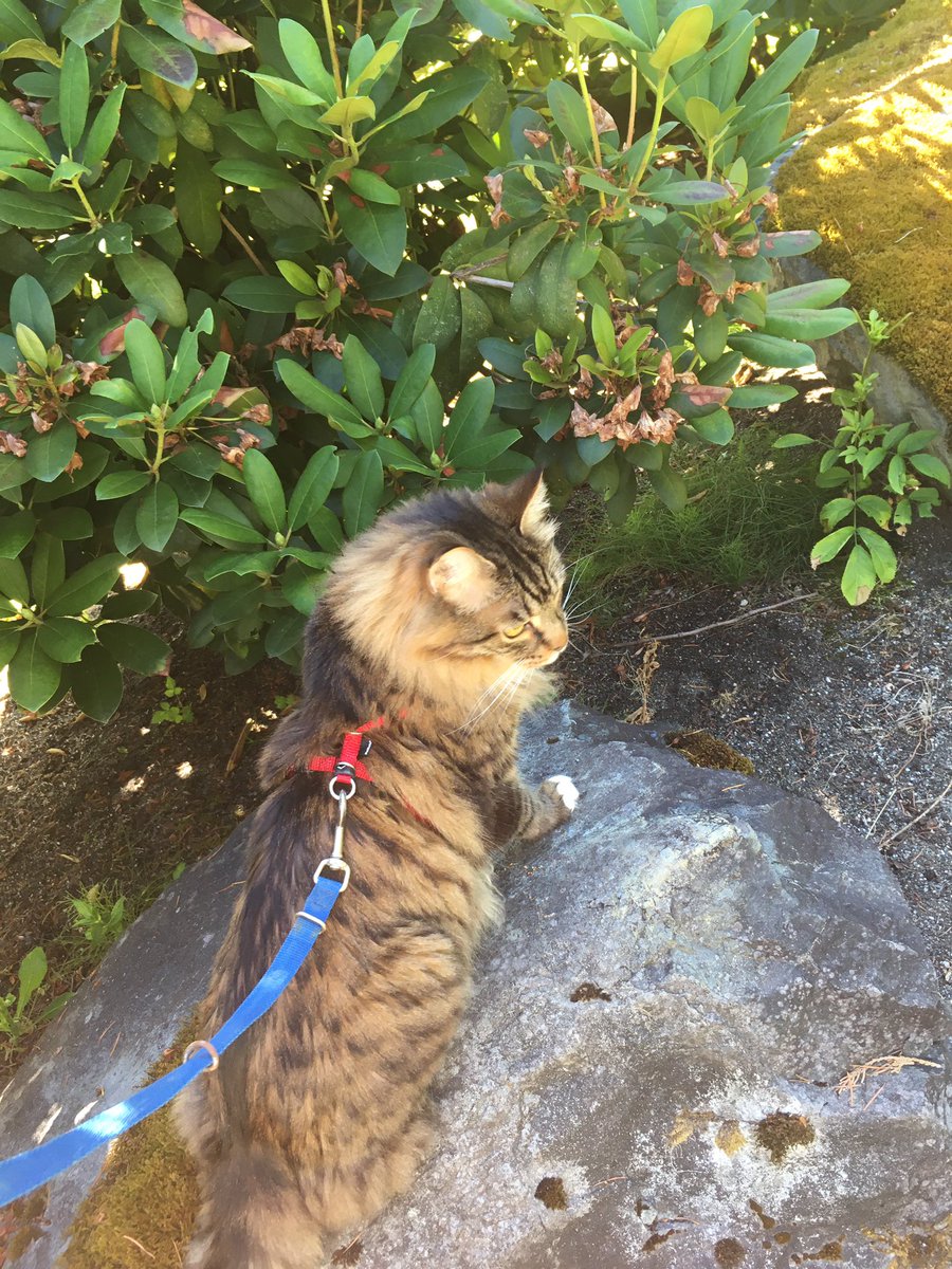 Spring_Pls2022's tweet photo. anyone else walk their cat this morning? anyone? ๐๐
#CatsOfTwitter #FurBaby #IndoorOnly https://t.co/fvMNU9cARm