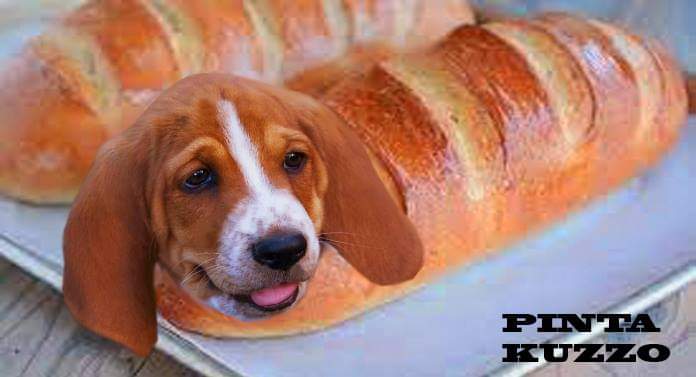 pintakuzzo's tweet photo. PHOTOSHOP 
#CuteSiopaoCat #SiopaoCat #BreadDog #DandeLion #LambCloud #PintaKuzzo https://t.co/IEK6yf1HdL