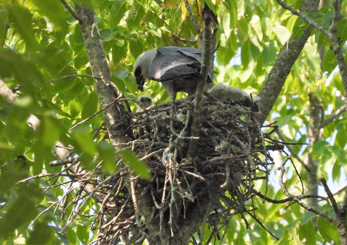 jenaphidz's tweet photo. The #MississippiKite babies are growing up! #BirdsSeenIn2021 #birdwatching #BirdsOfPrey #birdobservation https://t.co/QY24XLUpcw