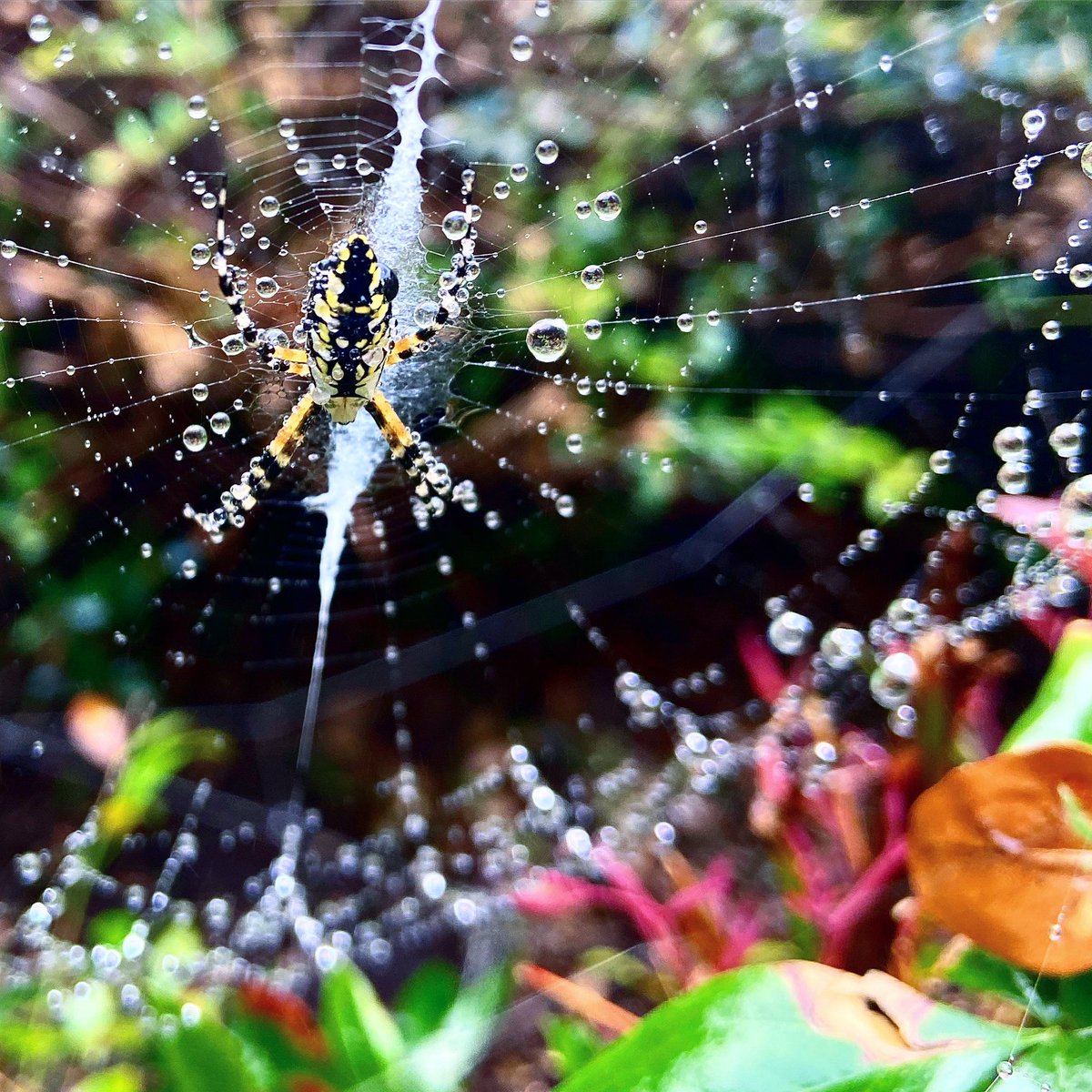 All of the universe is full
of the lives 
Of perfect little creatures

#nationalgeo #spider #PerfectWorld