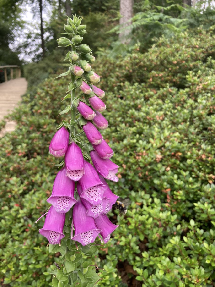 tammini25's tweet photo. A lovely day out at @The_Hutts Himalayan Garden & Sculpture Park, a hidden gem in #northyorkshire #willgoagain #outdoors #freshair #greenspace https://t.co/TfDuYBMSOp