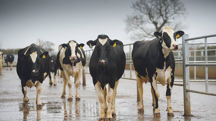 #Animalcare 
Rainy season comes with many vibes. Happiness and positivity are the main. Time to be careful when it comes to animal care. Do not forget to clean your animal shed. Keep it dry and warm. Damp and dirty animal houses welcome diseases (Pneumonia)
