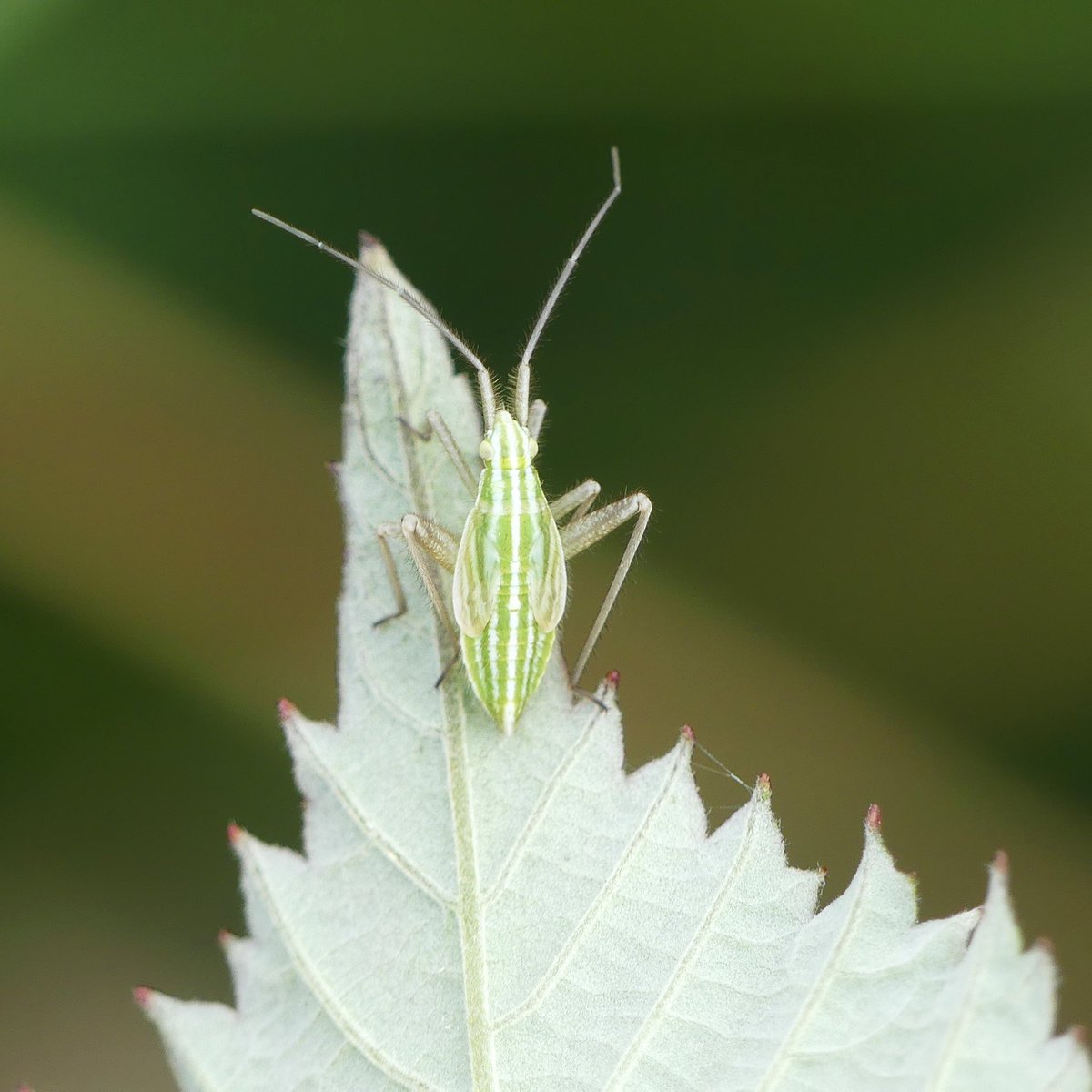 AmandaH782's tweet photo. Hi @BritishBugs, could this nymph seen recently be Miridius quadrivirgatus?  Found in coastal grasslands South Devon.  Also see adult found close by last July, i will put both on @iRecordWildlife if you agree. https://t.co/1DihcGioYm