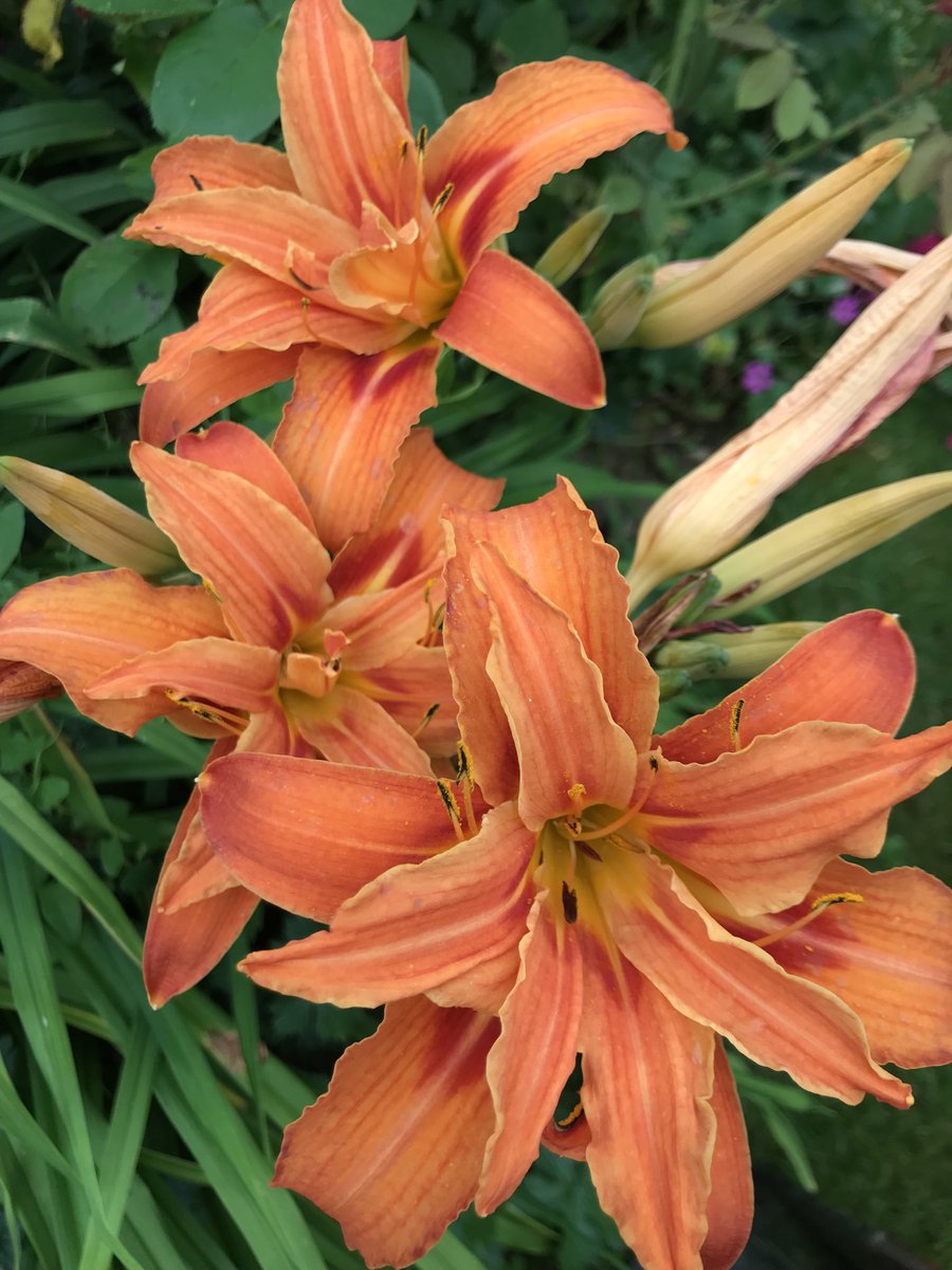 mkt4allseasons's tweet photo. Can anyone help me with the name of this #hemerocallis #daylily please?
#gardeningtwitter #lostlabel https://t.co/ggmDQPWTMP
