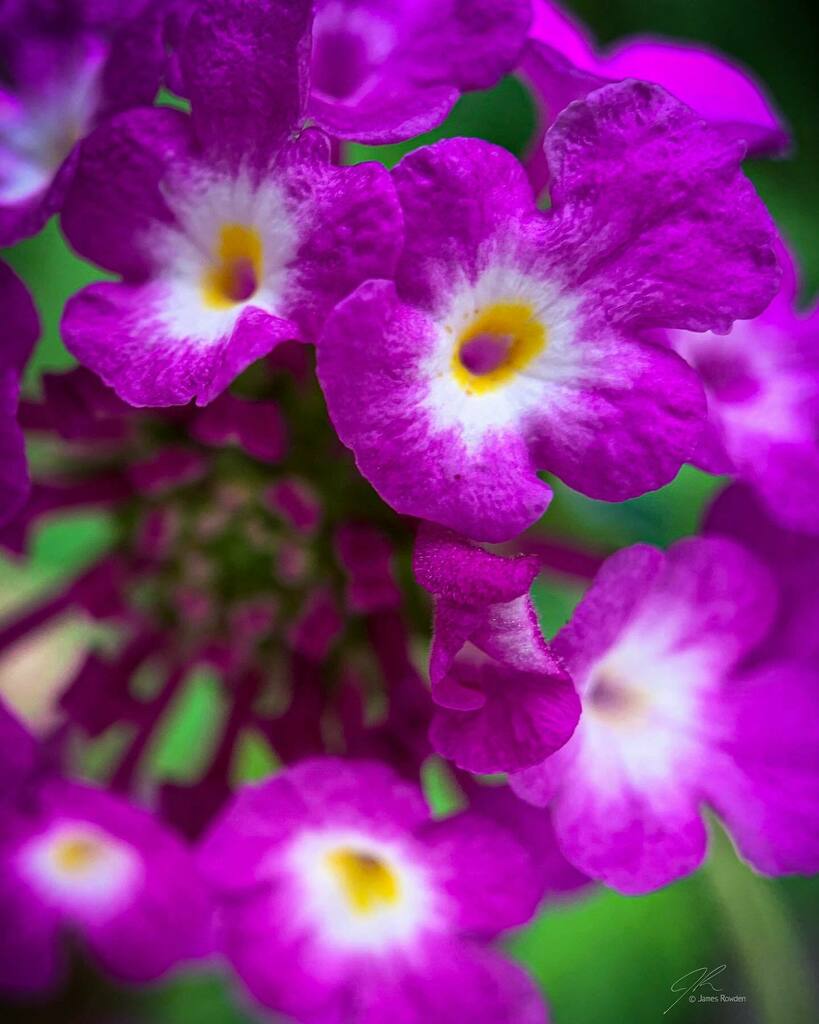 Jimrow's tweet image. Summer colors. 
.
.
.
.
#littlethings #macrophotography  #flowersofinstagram #bokeh instagr.am/p/CRweEF7jOw0/