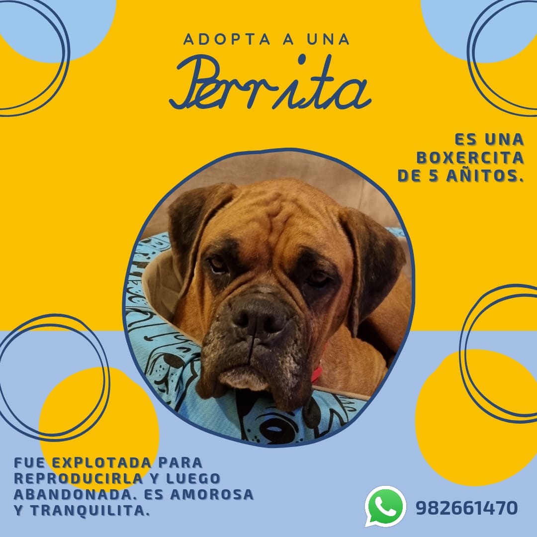 Amigues, esta hermosa boxer busca hogar. Fue explotada para dar cachorros y luego abandonada.

Está desparasitada y esta semana le ponemos todas sus vacunas.

Solo necesita amor y mucha responsabilidad. Un RT sería un gran comienzo! pic.x.com/Cp3Ulz6hEG