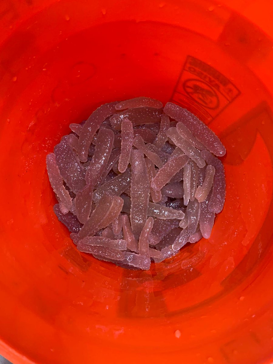 <a href="/gcawlz/">Grace Cawley</a> finding heteropods (also known as sea elephants?) and tons of pyrosomes (also known as sea pickles?) <a href="/cce_lter/">CCE_LTER</a> #P2107