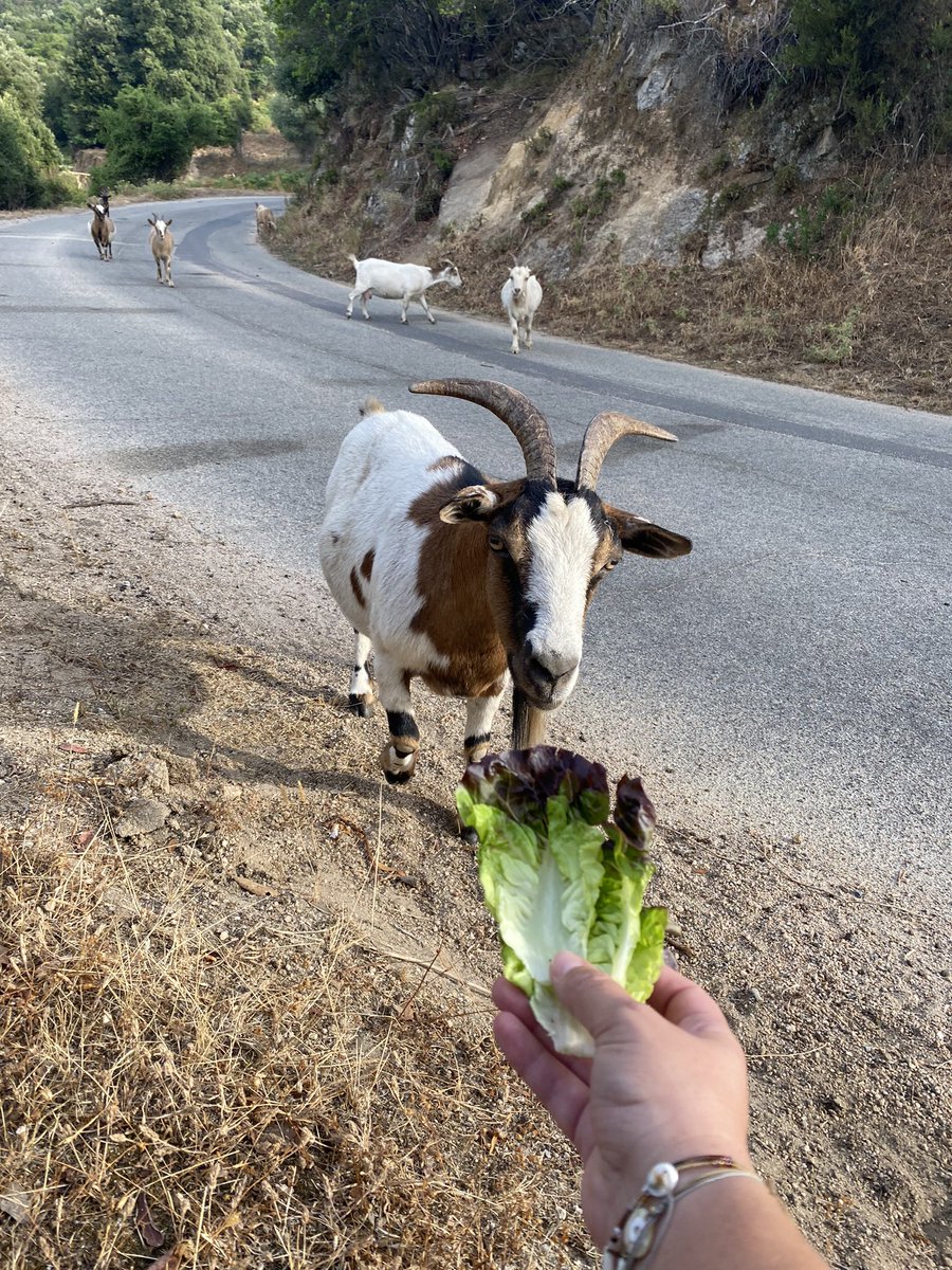 GeronimiJosepha's tweet photo. C’era una capretta bianca chì si ne vulia andà, 
À girà per la muntagna chiosa ùn vulia più stà. 
#libertà #cinarca #capre #campazione https://t.co/aNpt5dRee1