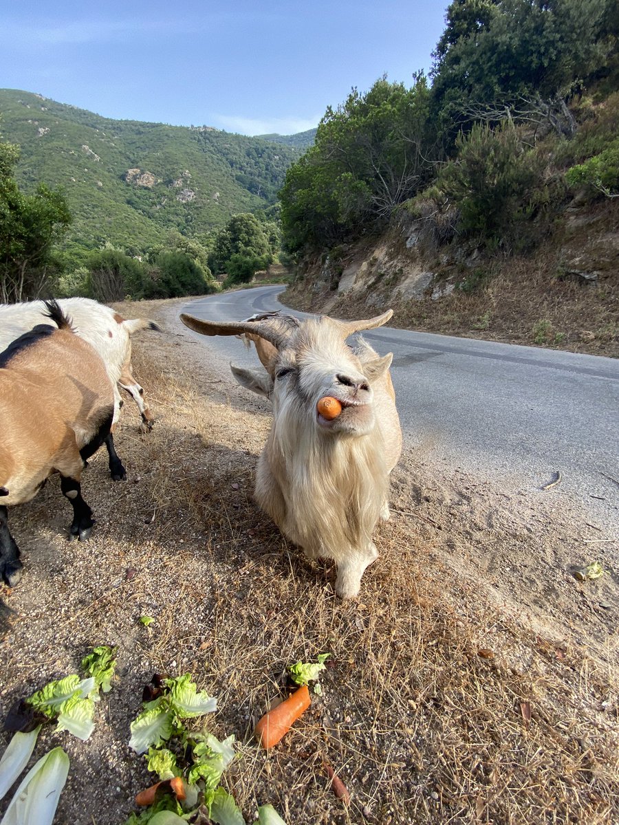 GeronimiJosepha's tweet photo. C’era una capretta bianca chì si ne vulia andà, 
À girà per la muntagna chiosa ùn vulia più stà. 
#libertà #cinarca #capre #campazione https://t.co/aNpt5dRee1