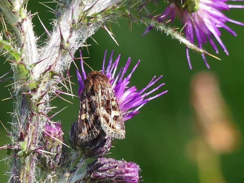 First time seeing a Knotgrass Moth Caterpillar and a Haworth's Minor Moth today in Antrim Hills @Butterfly_IE @BCNI_ @savebutterflies @UlsterWildlife