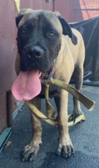 Is This Your Lost Dog? #Chicago #IL #BelmontGardens (North Pulaski Road) Male - Bullmastiff. CONTACT Phone: (773) 947-4080 to identify. This dog is not for adoption - finder will only accept calls/emails from the actual owner. #CookCo. 60641. Found 07-25… ift.tt/3i9qUoF
