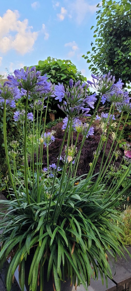 TVilsteren's tweet photo. #agapanthus in volle bloei https://t.co/bJndK9nkkp