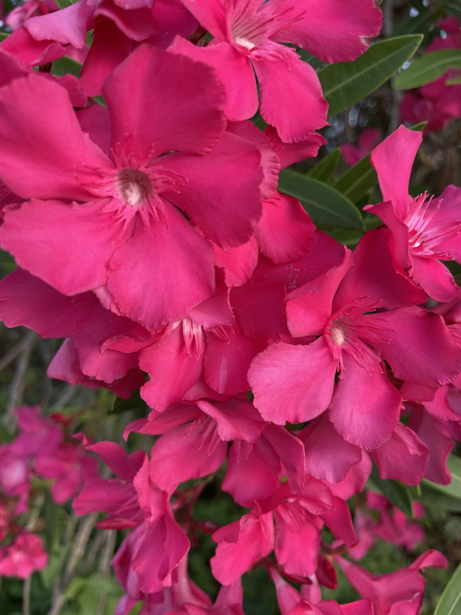 jonebr04's tweet photo. #summer at @FSUMarineLab 

🌺🌸🌼

06.06.2021 https://t.co/tDzVbk1nDN