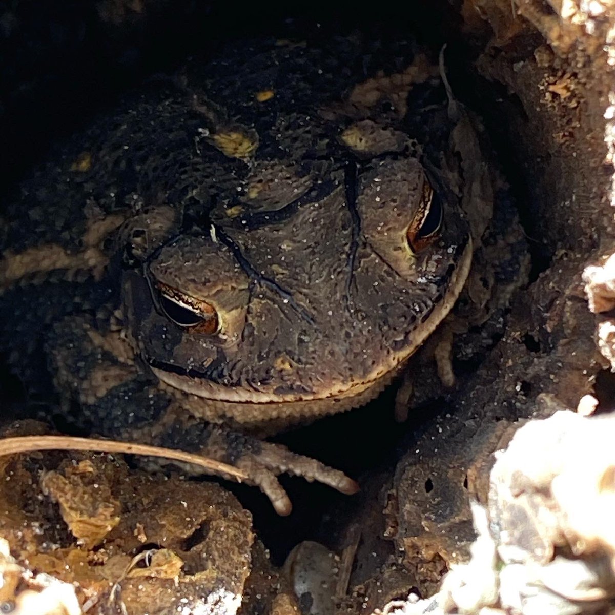 readygrowgarden's tweet photo. Look what I found hiding in my backyard garden! 🐸💚#toadhouse #logsmakegreathidingplaces #garden #kidswouldlovethis https://t.co/cDgSIjFdyk