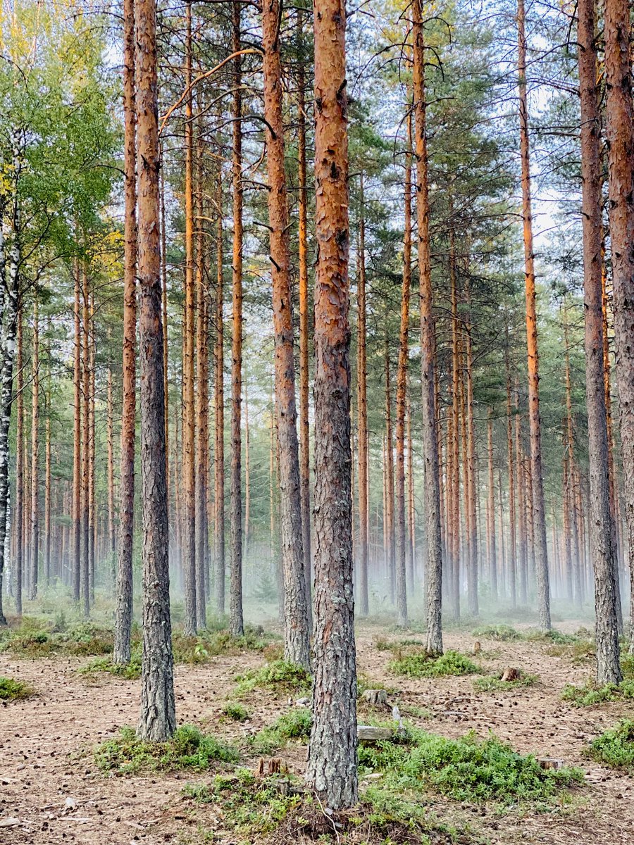 Evening walk with Dogs ❤️