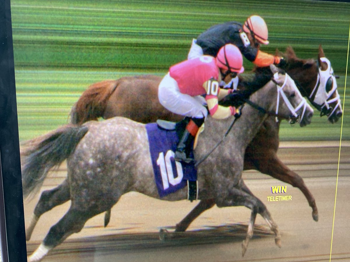 La Victoria, daughter of La Verdad just got beat by a nose at the wire in Saratoga! Nice race!! #laverdad #ladysheilastable #lavictoria