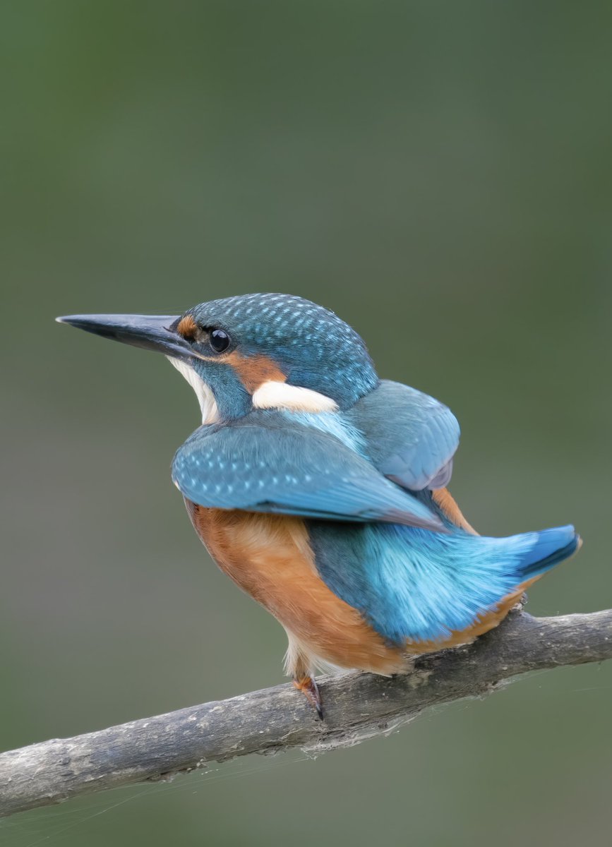 PaulFre43744118's tweet photo. Local Notts Kingfisher this morning @Natures_Voice @kingfisherworld @BBCSpringwatch https://t.co/mOq5VfmCdG