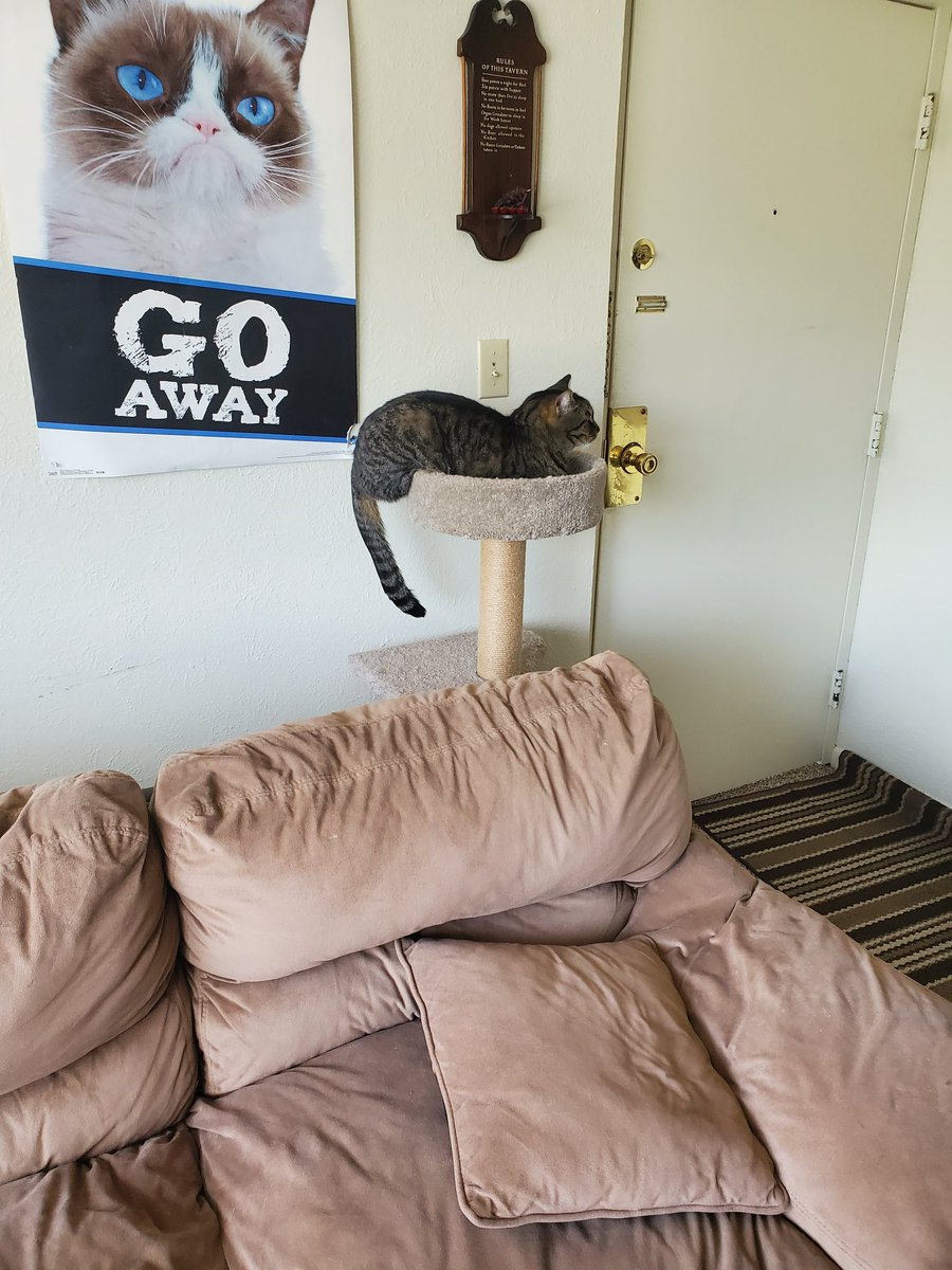 PhoenixStargirl's tweet photo. Guys.... my cat is really weird. https://t.co/DsrueB2Hbt