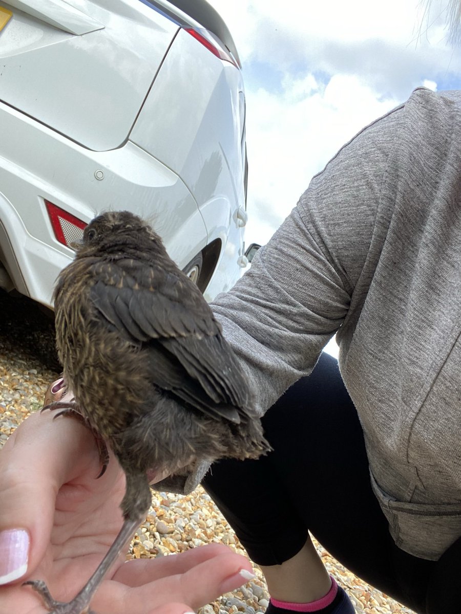 Had myself a little mate until he learnt to fly #babyblackbird #mummabird #myshadow #cutie #fledgeling