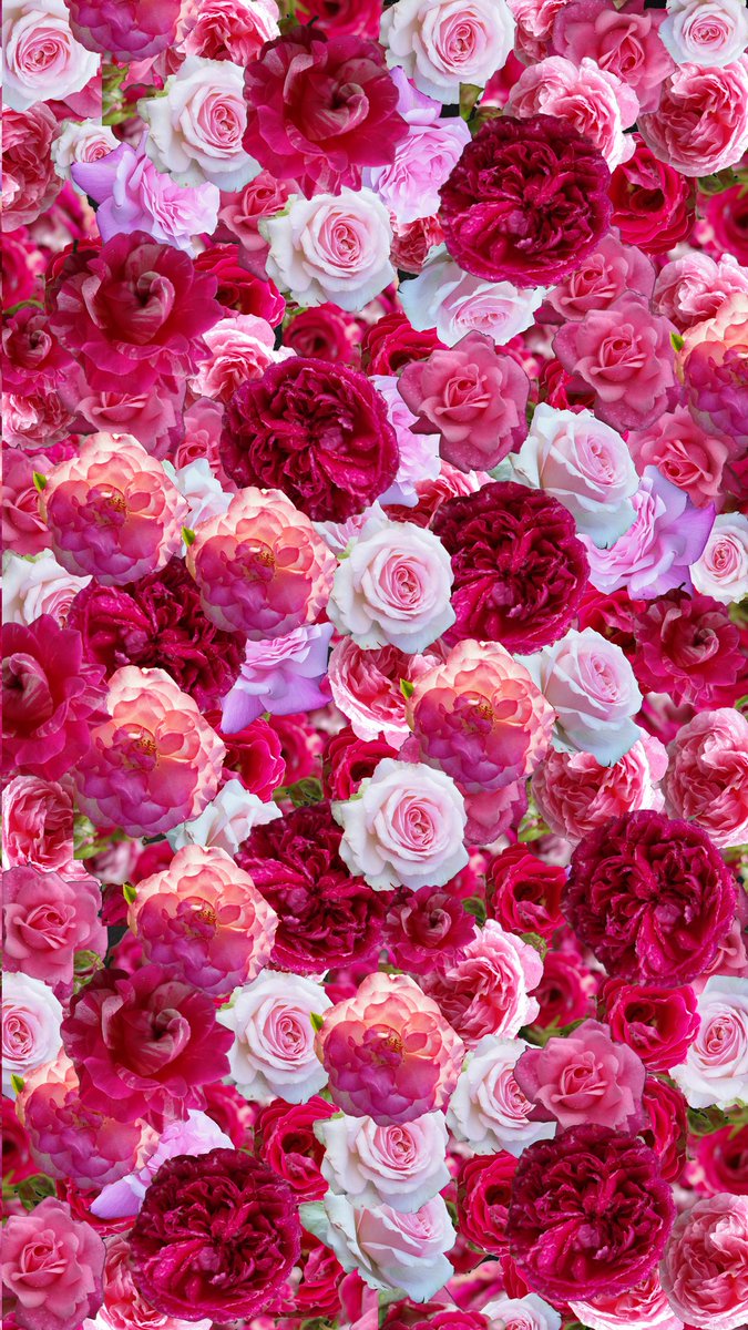 Florist Shin S Tweet よかったら待ち受けに使ってね バラ Roses Trendsmap Florist Shin S Tweet よかったら待ち受けに使ってね バラ Roses Trendsmap