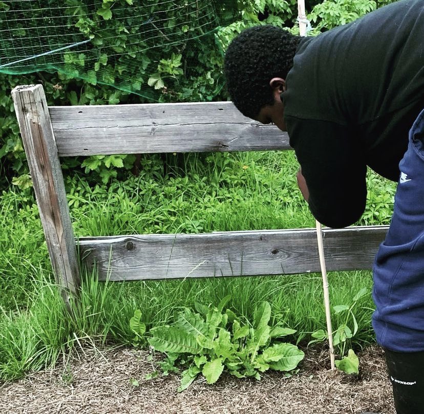 CypGProject's tweet photo. Putting some canes in to support the beans 👌🏽
•
•
#beans #canes #bamboocanes #gardeningproject #younggardeners #beansupport #lovegardening #gardeningforwellbeing #childrenandyoungpeople #wonderfulwednesday #sunnyafternoons https://t.co/2C677xnrnE