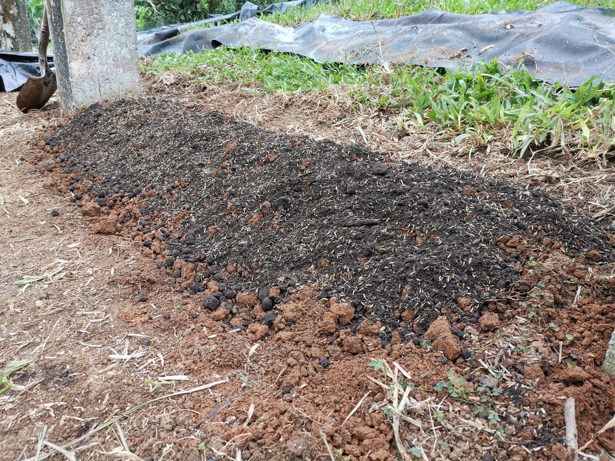 ToddKHinson1's tweet photo. My Sunday morning project. This is how rumors get started. 😉

Pura vida!

#costaricanhomestead #doubledigging https://t.co/ESXclastWp