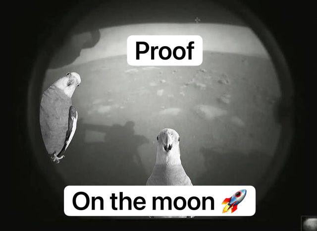 0xPZN's tweet photo. @shibance @MiniDOGEToken @BabyCakeBSC @BirbDefi @boggedfinance $BIRB #BIRB for sure, best project in 2021, awesome team awesome community and lot of usecases 🦜🦜🦜🦜🦜🦜🦜🦜🦜🦜 https://t.co/sBsGqOC1fd