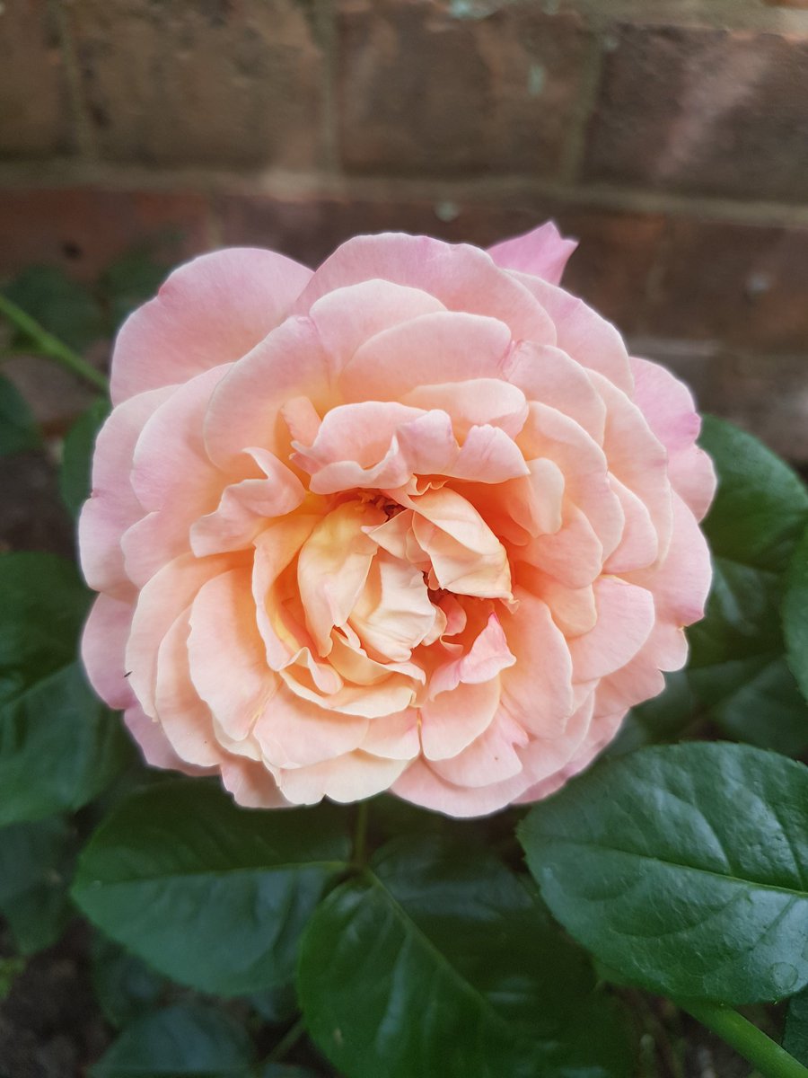 BritishMotanka's tweet photo. My new #rose has opened its lovely 💕 #ChicagoPeace #gardening #gardeners https://t.co/Er7hE0D50e