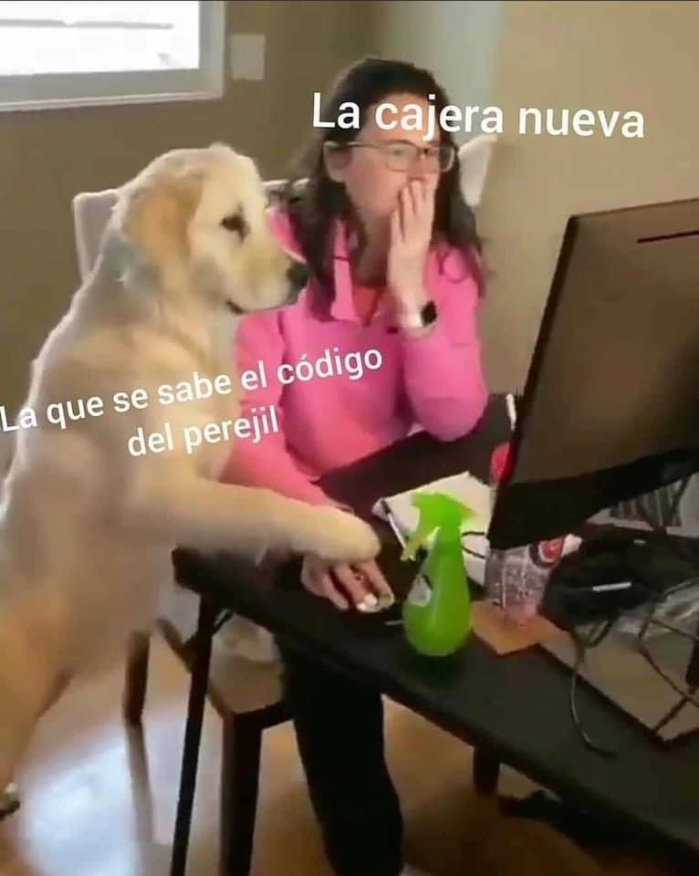 Perritos que curan tu depresión 🐶 (@perritos_qctd) on Twitter photo 