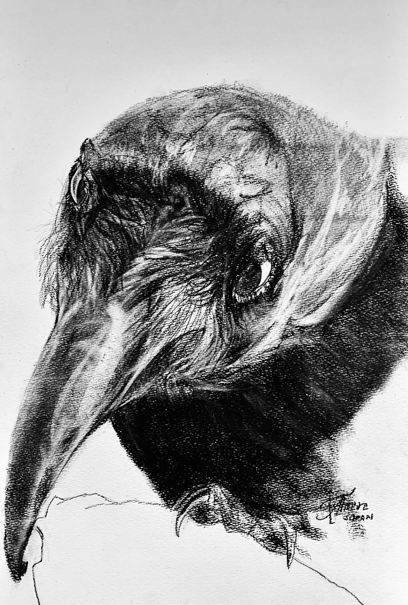 It’s been a while since I posted a #WIP 

Hoping it’s not too late, here’s one after 7 months of not #drawing anything 😅 

DETERMINATION  

#corvid #crow #raven #wildlife #bird #charcoal #sketch  #art

for details => saatchiart.com/art/Drawing-DE…