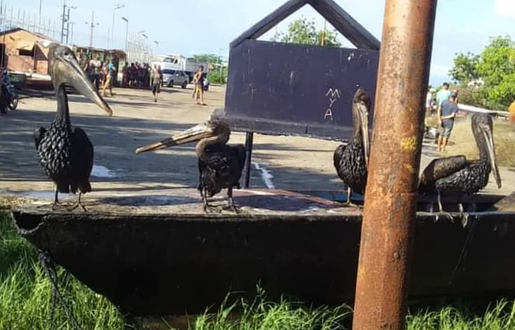 Más y más petróleo en el Lago de Maracaibo. Necesitamos acciones desde los organismos del estado para frenar tantos derrames. Es demasiado el daño ambiental, esto es en la costa de Lagunillas! Foto de este fin de semana. Hay que actuar <a href="/minec_oficial/">MINEC Oficial</a> <a href="/InparquesVen/">Inparques_Oficial</a> <a href="/PDVSA/">PDVSA</a>