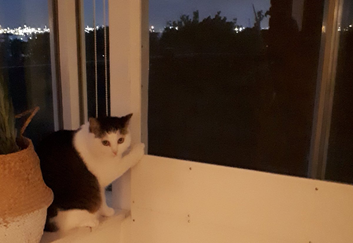 SuzanneGeurts's tweet photo. Gitzwarte lucht en rukwinden, voorbode voor een forse plensbui. Gelukkig houdt de man des huizes de hordeur tegen. #CodeGeel #CodeCute https://t.co/AJsVE1mXWw